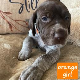 Orange - Liver roan female German Shorthaired Pointer puppy in Dahlonega, Georgia from Pointer Mountain Bird Dogs