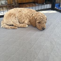 Goldendoodle Puppies from Fenna’s Goldendoodles