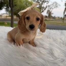 Nova - Cream female Dachshund puppy in Ontario, Oregon from Get A Long Little Doggie