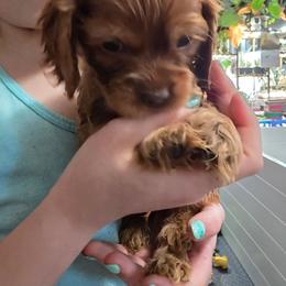 Orange collar - Buff and white male Cocker Spaniel puppy in South Milwaukee, Wisconsin from South East Wisconsin cocker spaniels