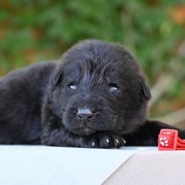 Fennik - Black male German Shepherd puppy in Nacogdoches, Texas from Vom Hausgladfel