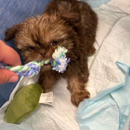 Liver Boy - Liver male Shih Tzu puppy in Albany, New York from Precious Shihpoo’s and Luxurious Shih Tzu’s
