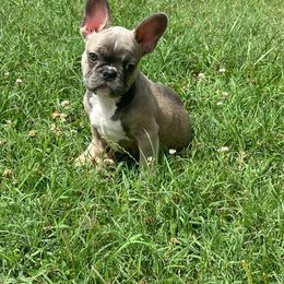 Girl 2 - Blue fawn French Bulldog puppy in Pennsylvania from R & C French Bulldogs
