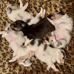 Shetland Sheepdog Puppies from Somerlake Shetland Sheepdogs