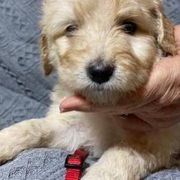 Goldendoodle Puppies from Toneytails Doodles