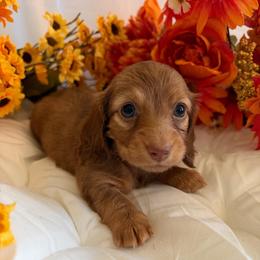 True - Chocolate and tan female Dachshund puppy in Loganville, Georgia from Royal Dackel Haus