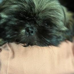 Shih Tzu Puppies from Meadow lane pups