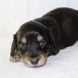Boo - Dapple male Dachshund puppy in Powderly, Texas from Kuttin’ Up Mini Aussies