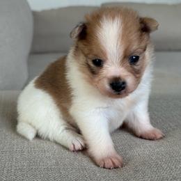 Girl 2 - Cream sable parti female Pomeranian puppy in Meridian, Idaho from Idaho_poms