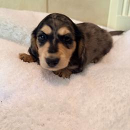 Chunk - Dapple male Dachshund puppy in Lake Dallas, Texas from 2L Dachshunds