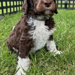 Sedge - Grey Collar - Brown male Poodle puppy in Monroe, North Carolina from The Klepper Homestead