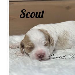 Scout - Buff and white male Cockapoo puppy in Payson, Utah from Crandall’s Doodle Barn
