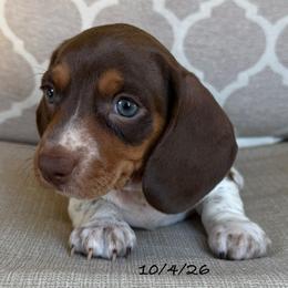 Buster - Chocolate and tan male Dachshund puppy in Joshua Tree, California from Desert Dreams Ranch