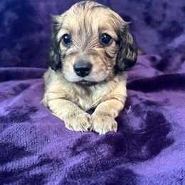 Sena - Cream female Dachshund puppy in Memphis, Tennessee from River City Doxies