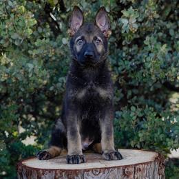 Lux - Sable male German Shepherd puppy in Coarsegold, California from Yosemite Shepherds