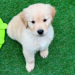 Golden Retriever Puppies from Skyland Golden Retrievers