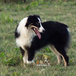 Breeze - Australian Shepherd