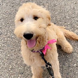 Arya - Goldendoodle