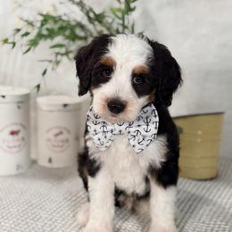 White boy - Tri-color male Bernedoodle puppy in Waukesha, Wisconsin from Bernedoodle Boutique (and Cavapoos)