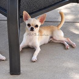 Lenny - Cream male Chihuahua puppy in El Paso, Texas from JVJ Chihuahua