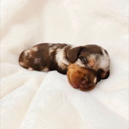 Ryder- CKC Registration - Dapple male Dachshund puppy in Stoneville, North Carolina from Yadkin Valley Dachshunds