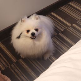 Bella - Pomeranian
