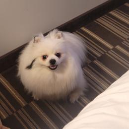 Bella - Pomeranian