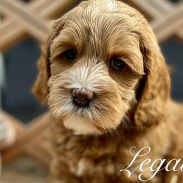 Boy 2 - Australian Labradoodle puppy in Lithia, Florida from Simply Trained