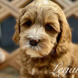 Boy 2 - Australian Labradoodle puppy in Lithia, Florida from Simply Trained