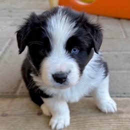 Ilya - Black tri-color male Australian Shepherd puppy in Putnam County, New York from Highland Haven Australian Shepherds