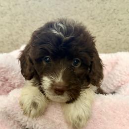 Lucy - Red tri-color female Aussiedoodle puppy in Rochester, Massachusetts from Harmony Hill Doodles