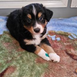 Spruce - Black tri male Miniature Australian Shepherd puppy in Dunnellon, Florida from Ever After Mini Aussies