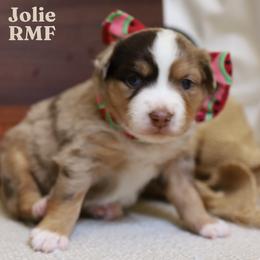 Jolie- Red Merle Female - Red merle female Miniature Australian Shepherd puppy in Nacogdoches, Texas from TK Standard, Mini, & Toy Aussies