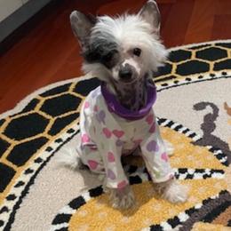 Chihuahua and Chinese Crested Puppies from Western Kentucky Chihuahua’s and Chinese Crested’s