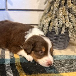 Pumpkin - Red tri female Miniature Australian Shepherd puppy in Oak Harbor, Washington from Happy-Go-Lucky Homestead