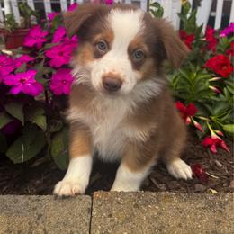William - Red & white male Australian Shepherd puppy in Jonesborough, Tennessee from 5AFarms