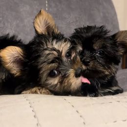 Sirius - Black and gold male Yorkshire Terrier puppy in Bastrop, Texas from Broadway's Little Blessings