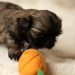 Shih Tzu Puppies from Good Lil Shih Tzu
