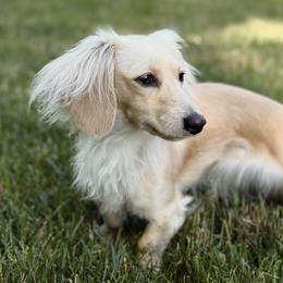 Waffles - Dachshund