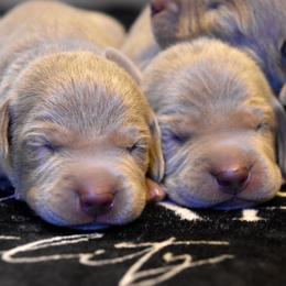 Dark Blue Collar Puppy Boy - Silver gray male Weimaraner puppy in New Hartford, New York from Platinum Weimaraners