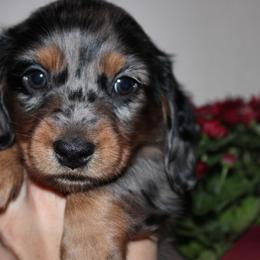 Atlas - Dapple male Dachshund puppy in Stockton, California from Wiggles & Wags Dachshund's