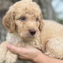 Latte - Cream Goldendoodle puppy in Bradenton, Florida from Doodle Acres