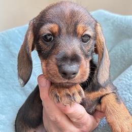 Louise - Wild boar female Dachshund puppy in Michigan And Florida Locations, Michigan from UP North Dachshunds UPNDLLC