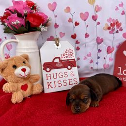 Dachshund Puppies from Florida Dippin’ Dachshunds & Aussiedoodles