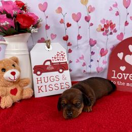 Dachshund Puppies from Florida Dippin’ Dachshunds & Aussiedoodles