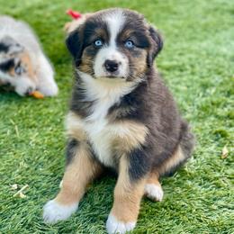 Magnolia - Black tri-color female Australian Shepherd puppy in Salinas, California from AA Aussies