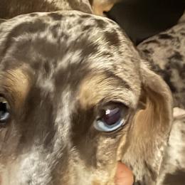 Bella - Dachshund