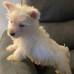 Poodle and West Highland White Terrier Puppies from JJs Puppies of the Carolinas