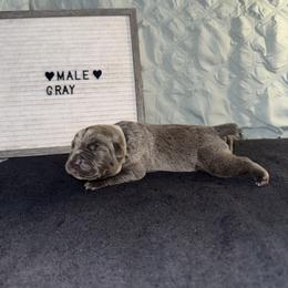 Grey collar - Gray male Cane Corso puppy in Atlanta, Georgia from Brandy Horne