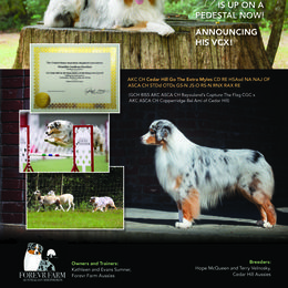 Myles - Australian Shepherd